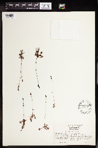 Drosera rotundifolia image