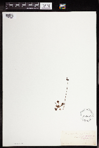 Drosera rotundifolia image
