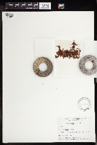 Drosera rotundifolia image