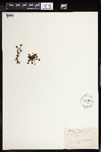 Drosera rotundifolia image