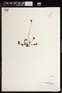Drosera rotundifolia image