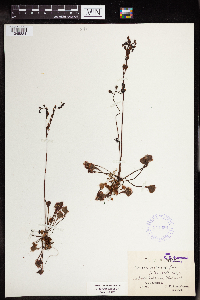 Drosera rotundifolia image