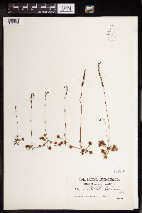 Drosera rotundifolia image