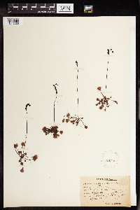 Drosera rotundifolia image