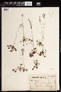 Drosera rotundifolia image