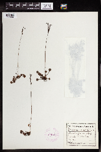 Drosera rotundifolia image