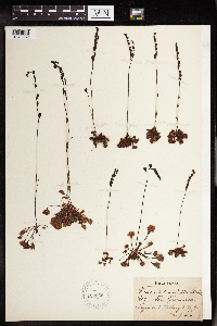 Drosera rotundifolia image