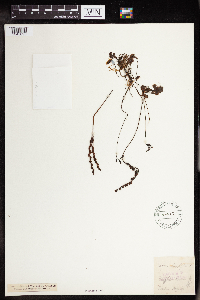 Drosera rotundifolia image