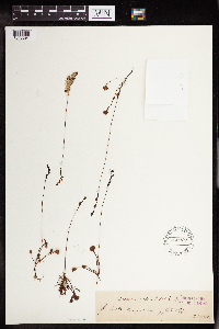 Drosera rotundifolia image