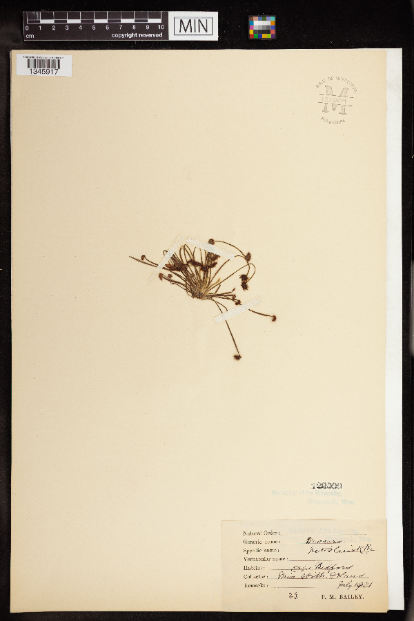 Drosera petiolaris image