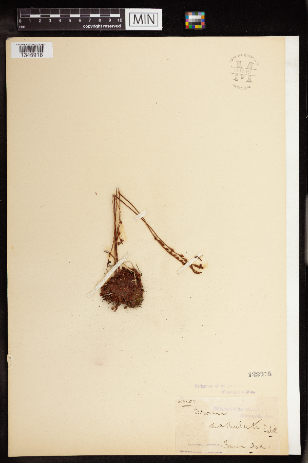 Drosera spatulata image