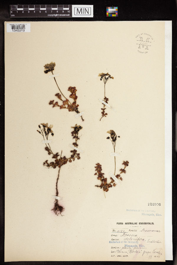 Drosera stolonifera image