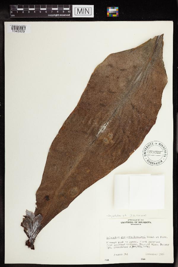 Bryophyllum gastonis-bonnieri image