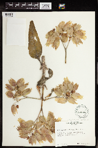 Bryophyllum gastonis-bonnieri image