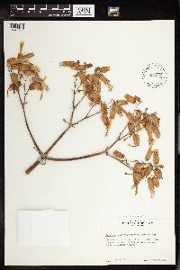 Bryophyllum gastonis-bonnieri image