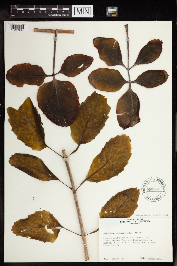 Bryophyllum pinnatum image