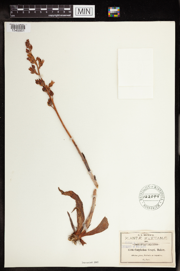 Cotyledon grayi image