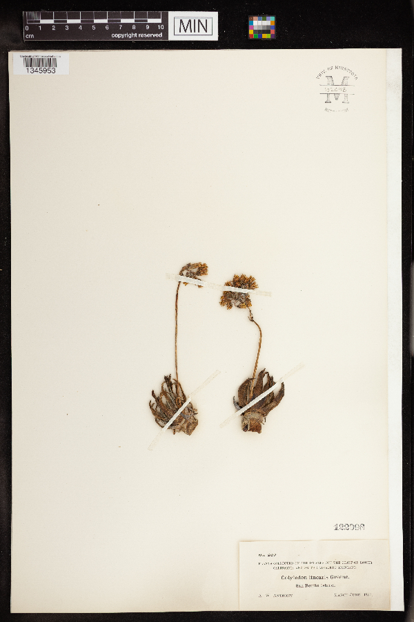 Cotyledon linearis image