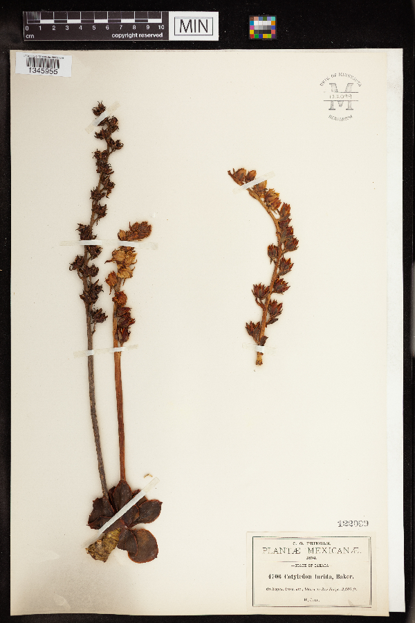 Echeveria lurida image