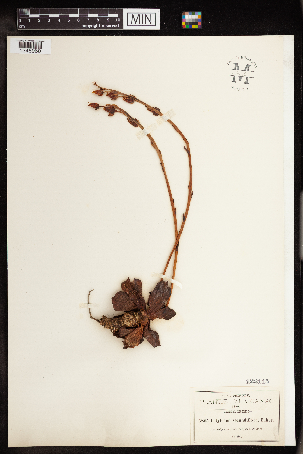 Echeveria secunda image