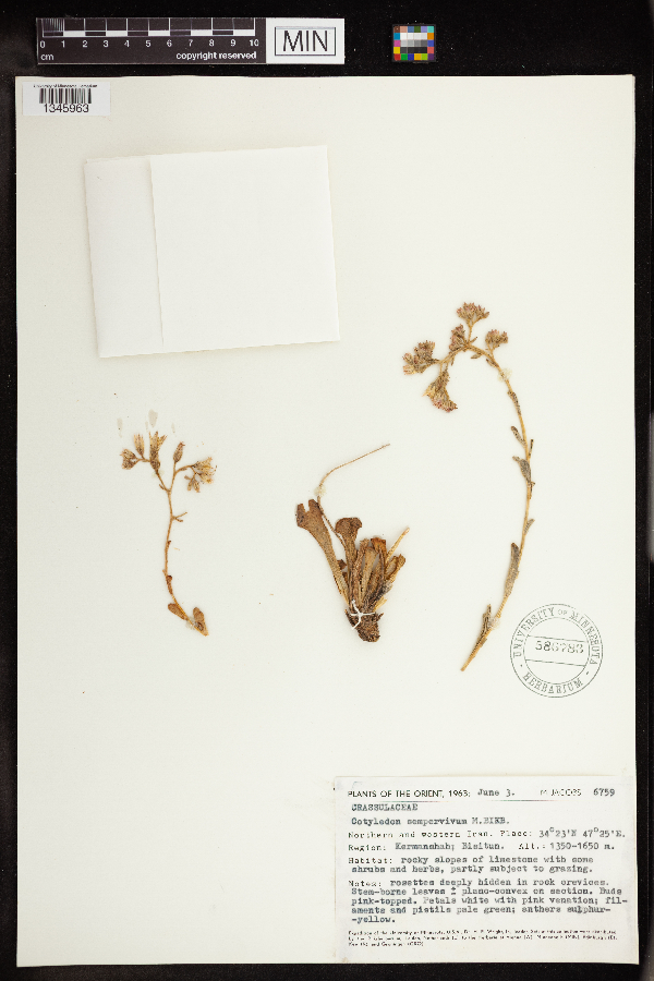 Cotyledon sempervivum image