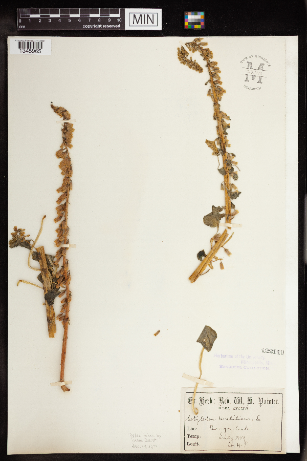 Umbilicus rupestris image