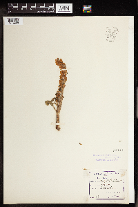 Umbilicus rupestris image