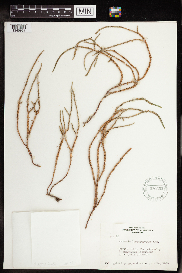 Crassula muscosa var. muscosa image