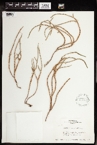Crassula muscosa image