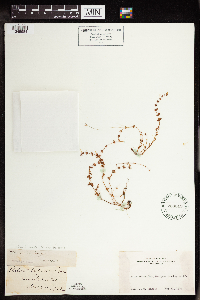 Image of Crassula connata