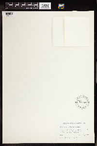 Crassula connata image