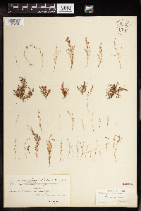 Crassula connata image