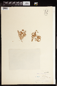 Thumbnail image of current specimen