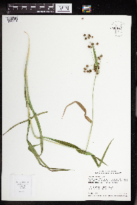 Scirpus hattorianus image