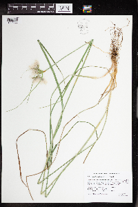 Eriophorum viridicarinatum image