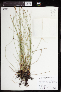 Eleocharis macrostachya image