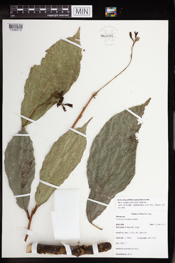 Ficus hystricicarpa image