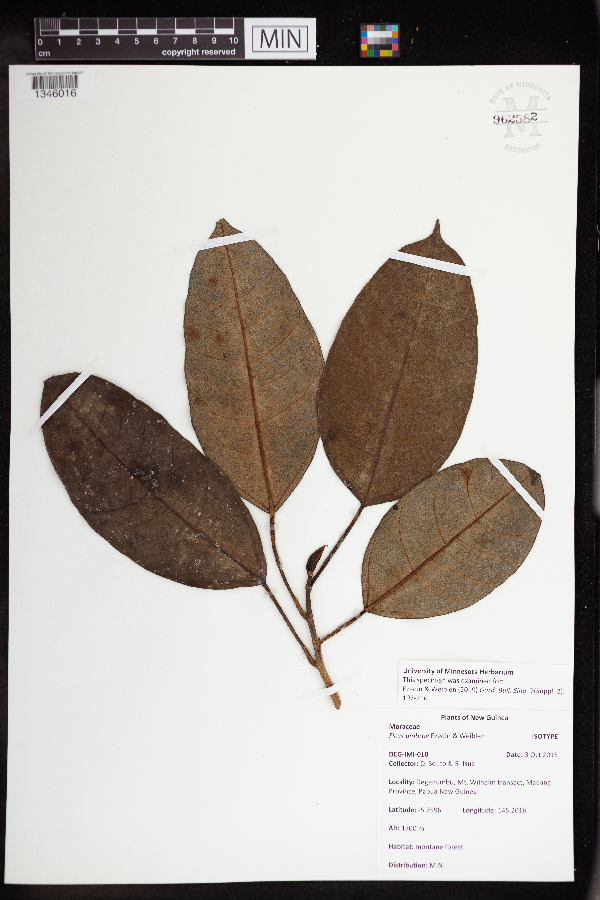 Ficus umbrae image