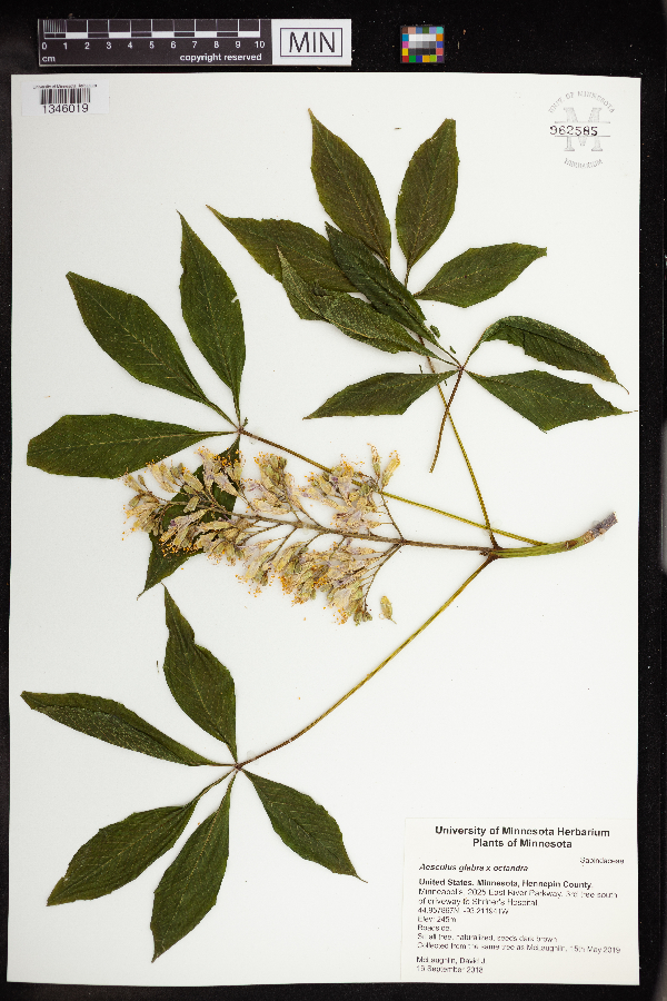 Aesculus glabra x octandra image
