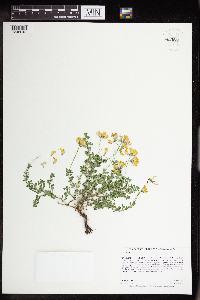 Lotus corniculatus image