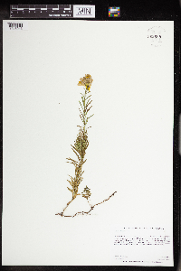 Linaria vulgaris image