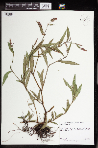 Persicaria maculosa image