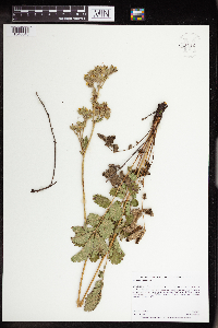 Drymocallis arguta image