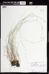 Muhlenbergia richardsonis image