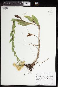 Solidago rigida image