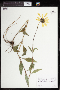 Helianthus pauciflorus subsp. subrhomboideus image