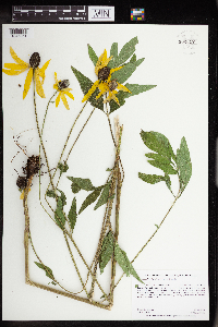 Ratibida columnifera image