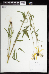 Ratibida columnifera image