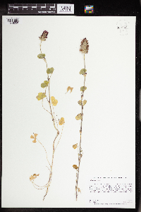 Trifolium arvense image