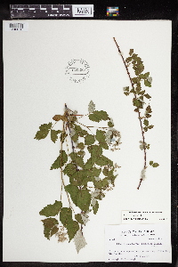 Rubus occidentalis image